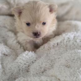 Sprite - Cream male Pomeranian puppy in Arthur, Illinois from Dachs and Poms