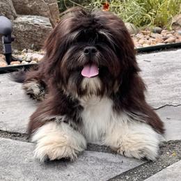 Trump - Lhasa Apso