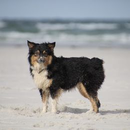 Australian Shepherds from EC Kennels Inc.