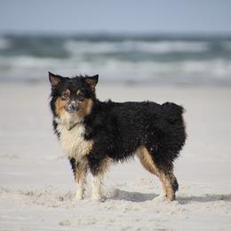 Australian Shepherds from EC Kennels Inc.