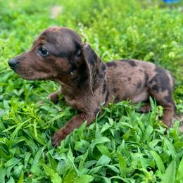 Rory - Dapple female Dachshund puppy in Augusta, Georgia from Cherokee Hill Dachshunds