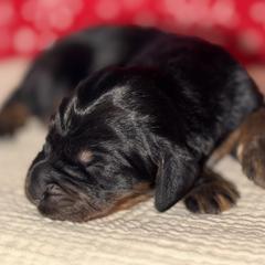 Girl 1 - Black and tan female Gordon Setter puppy in Saint Francis, Minnesota from Jodi's Kennel
