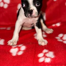 Red ribbon girl - Black and white female Boston Terrier puppy in Cedar Hill, Texas from Baldwins Boston Terriers