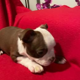 Buster - Black and white male Boston Terrier puppy in Mc Donough, Georgia from Boston Babies