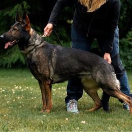 Anya - German Shepherd