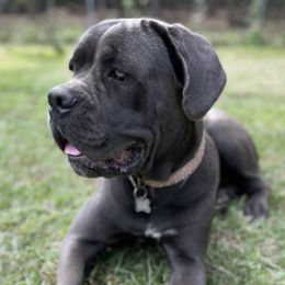 Cane Corso from MGP Farms