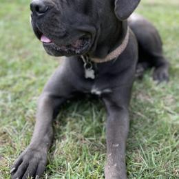 Cane Corso from MGP Farms