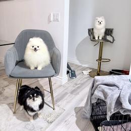Pomeranian puppies from PupsByNikki