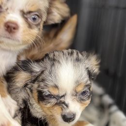 Chihuahuas, French Bulldogs, and Pomeranians from A&J cutie pawtooties