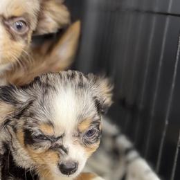 Chihuahuas, French Bulldogs, and Pomeranians from A&J cutie pawtooties