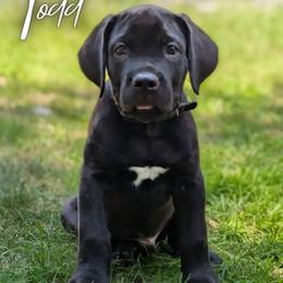 Todd - Black male Cane Corso puppy in Princeton, Minnesota from God Of War Cane Corso