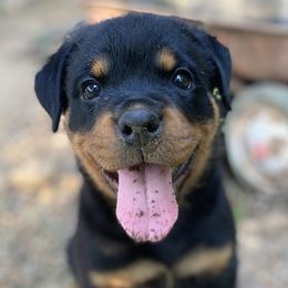 Thea - Black and mahogany female Rottweiler puppy in Linthicum, Maryland from Of The Saints Rottweilers