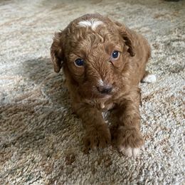 Maisy - Apricot female Cavapoo puppy in Lewisburg, Pennsylvania from Cinda's Cavapoos