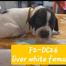 Yellow - Liver and white female German Shorthaired Pointer puppy in Dahlonega, Georgia from Pointer Mountain Bird Dogs