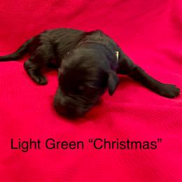 Christmas - Black female Goldendoodle puppy in St Johns, Florida from Nini's Poodles and Doodles of St. Johns Co.