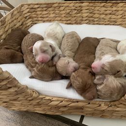 Goldendoodle Puppies from Edge Farm Goldendoodles