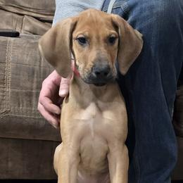 Reverie - Fawn female Great Dane puppy in Roseau, Minnesota from UNDAD'S KENNELS