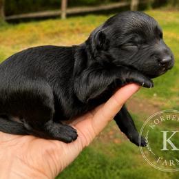 Sangria - Black and white female Aussiedoodle puppy in Mulino, Oregon from Korbella Farm