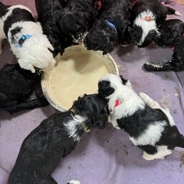 Sparky - Black male Portuguese Water Dog puppy in Severn, Maryland from WiccaBay
