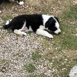 Border Collie Puppies from Roaring River Border Collies