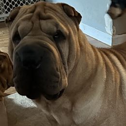 Phil - Chinese Shar-Pei