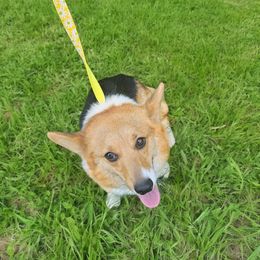 Olive - Pembroke Welsh Corgi