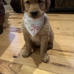 Dachshund and Golden Retriever Puppies from HS Goldens