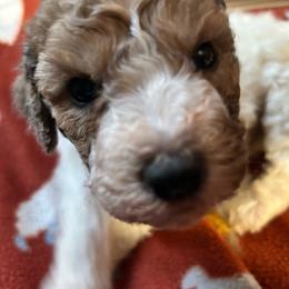 Josi - White female Poodle puppy in Athens, Tennessee from Paws & Kisses