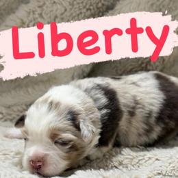 Liberty - Red merle female Miniature Australian Shepherd puppy in South Central, Pennsylvania from Windy Hills Mini Aussies & Doodles