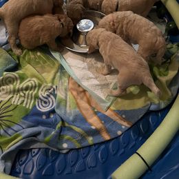 Goldendoodle Puppies from Casita Goldendoodles