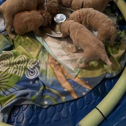 Goldendoodle Puppies from Casita Goldendoodles