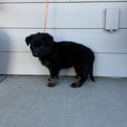Snow White - Orange - Black and silver female Shiloh Shepherd puppy in Tenafly, New Jersey from Island Shilohs