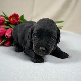Boy 1 - Black and white male Aussiedoodle puppy in Sparta, Missouri from Sis' Doodles & Poodles