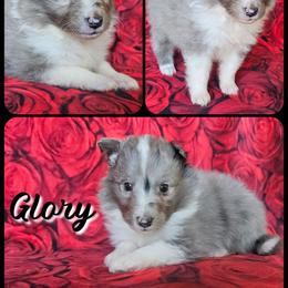 Glory - Blue merle and white female Shetland Sheepdog puppy in Lebanon, Tennessee from Henotic Homestead's Shetland Sheepdogs