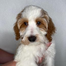 Ricotta - Red female Bernedoodle puppy in Surprise, Arizona from Huckleberry Doodles