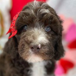Girl 5 - Aussiedoodle puppy in Leitchfield, Kentucky from Salt River Kennels