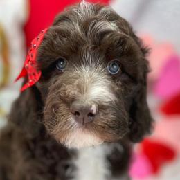 Girl 5 - Aussiedoodle puppy in Leitchfield, Kentucky from Salt River Kennels