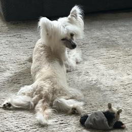 Reba - Cream female Chinese Crested puppy in Shalimar, Tennessee from Aero Chinese Cresteds