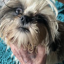 Buddha baby - Brindle and white male Shih Tzu puppy in St. Helena, California from Sattui little Shih Tzu of Napa Valley