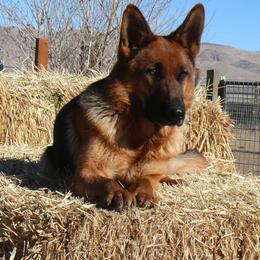 German Shepherd All Grown Up from Vom Harmon Haus German Shepherds