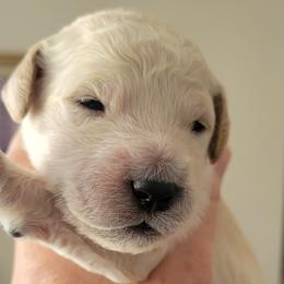 Goldendoodle Puppies from Sancass'd Goldendoodles