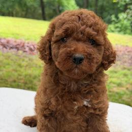 Boy 1 - Red  male Goldendoodle puppy in Haleyville, Alabama from Susan’s Prefurred Doodles