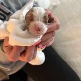Cavalier King Charles Spaniel Puppies from Poshy Cavaliers