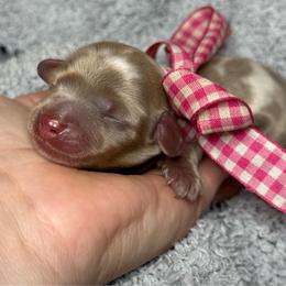 Isabella girl - Dapple female Dachshund puppy in Winter Haven, Florida from Davidson's Dachshunds