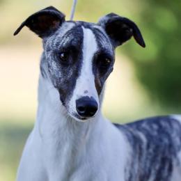Whippet puppies from Disa & SkylineWhippets