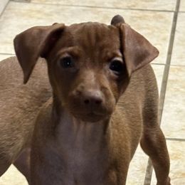 Girl 1 - Miniature Pinscher puppy from FreeSpirit Miniature Pinschers