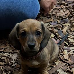 Dachshund Puppies from Steadfast station, mini dachshunds