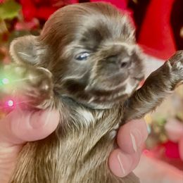 Silver - Silver male Shih Tzu puppy in Citrus Heights, California from The Lion dog Shih Tzu