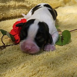Reggie - Tri-color male Cavalier King Charles Spaniel puppy in Charity, Missouri from Missouri. Cavaliers