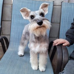 Daisy - Miniature Schnauzer